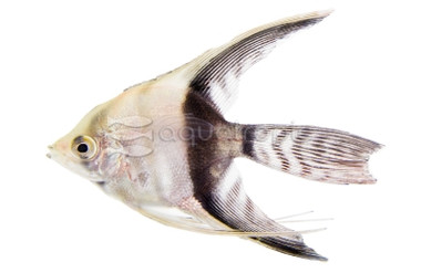 Half Black Veil Angelfish :: 03100