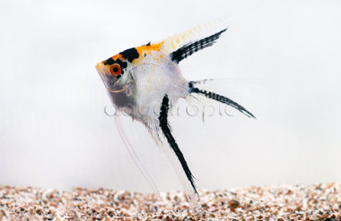 Zebra Lace Veil Angelfish - Quality Marine