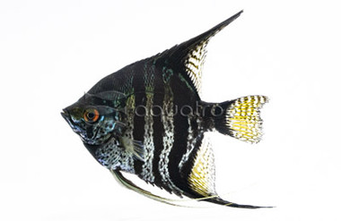 Marble Veil Angelfish :: 03115