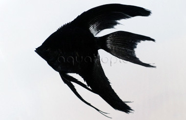Black Veil Angelfish :: 03121