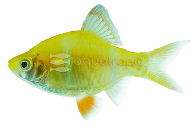 Tiger Albino Barb :: 08009