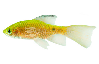 Rosy Longfin Barb :: 08016