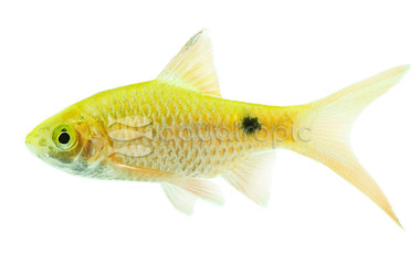 Red Glass Barb :: 08019