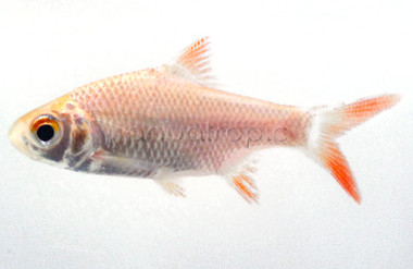 Tinfoil Pearlfoil Barb :: 08022