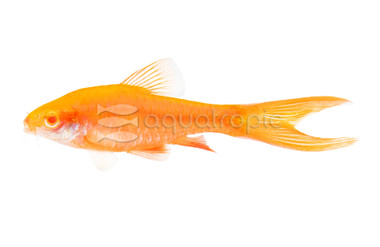 Cherry Albino Veiltail Barb :: 08026