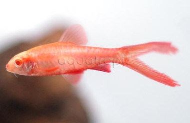 Cherry Albino Veiltail Barb :: 08026