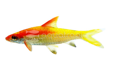 Denison Platinum Roseline Barb :: 08029