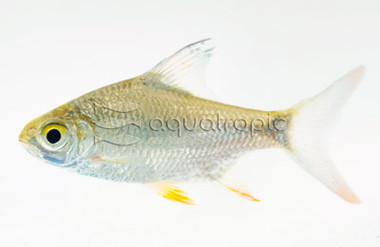 Tinfoil Red Tail Gold Barb :: 08037
