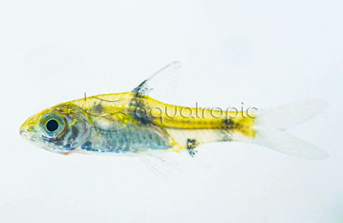 Golden Dwarf Barb :: 08048