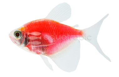 Glo Moonrise Pink Barb :: 08501