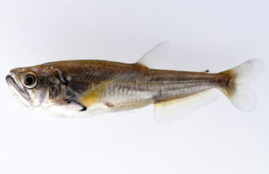 Payara :: 09000