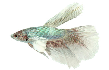 Halfmoon Dumbo Ear, Male :: 10006