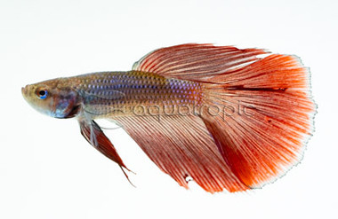 Male Rosetail Red :: 10039