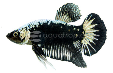 Black Orchid Betta, Male :: 10059