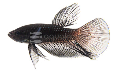 Black Orchid Betta, Male :: 10059