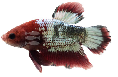 Hellboy Star Tail, Male :: 10600