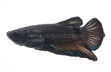 Male HMPK Black Galaxy :: 10601