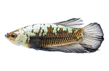 Male HMPK Black Mamba Betta :: 10602