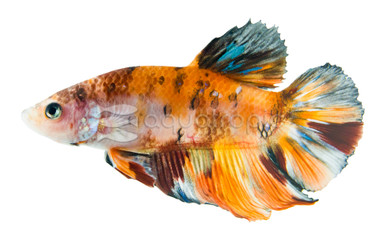 HMPK Mixed Color, Male :: 10609