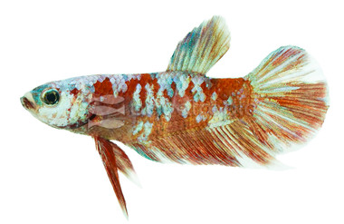 Male Plakat Red Koi Galaxy :: 10612