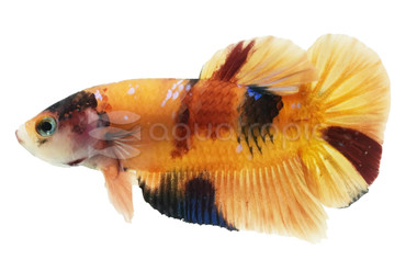 Plakat Nemo Multicolor, Male :: 10614