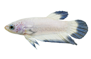 Plakat Blue Rim, Male :: 10615