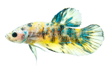 Plakat Yellow Koi Galaxy, Male :: 10616