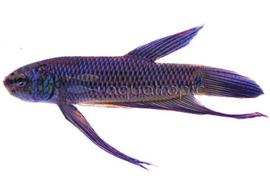 Smaragdina Rainbow, Male :: 10619