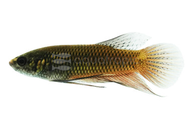 Smaragdina Copper, Male :: 10622