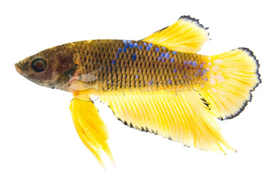 Male Hellboy Yellow :: 10624