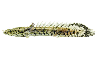 Endlicheri Saddled :: 11003