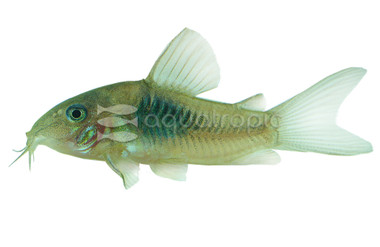 Red Sailfin Venezuela :: 17017