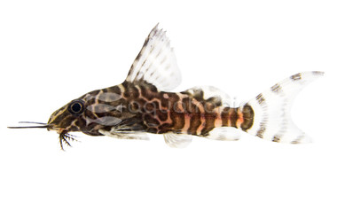 Featherfin Eupterus Synodontis Catfish :: 17030