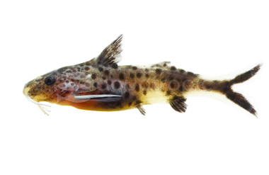 Dwarf Petricola Synodontis Catfish :: 17043