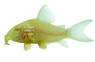 Sterbai Albino :: 17055