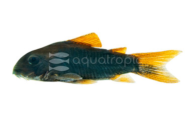 Black Venezuela :: 17056