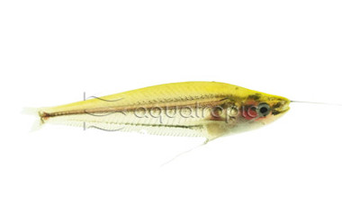 Glass Striped :: 17109