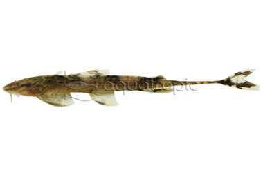 African Whiptailed :: 17204