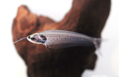 Glass Catfish :: 17305