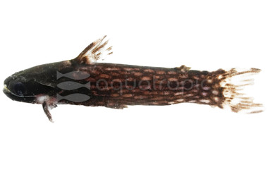 Milky Way Wood Catfish :: 17317