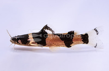 Dwarf Marbled Bumble Bee :: 17319