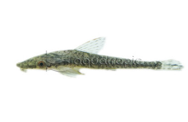 Otocinclus Tiger :: 17338