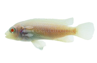 Socolofi Snow White Cichlid :: 18006
