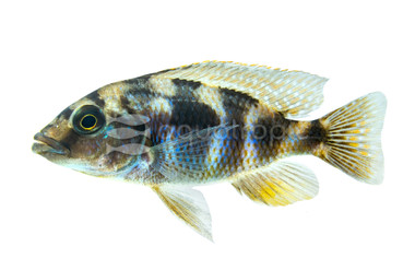 Super VC-10 Milomo Malawi Cichlid :: 18021