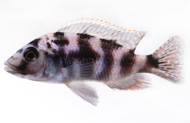 Super VC-10 Milomo Malawi Cichlid :: 18021