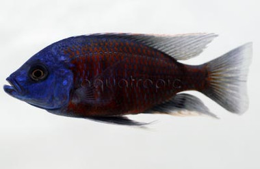 Haplochromis Trimaculatus Malawi Cichlid :: 18022