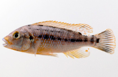 "Williamsi North" Blue Lips :: 18023