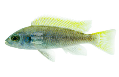 Yellow Tail Violet Moorii Malawi Cichlid :: 18028