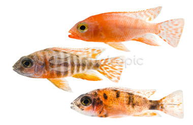 Mixed Peacock Malawi Cichlid :: 18031