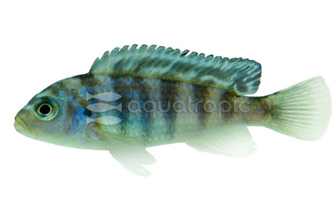 Kenyi Malawi Cichlid :: 18035